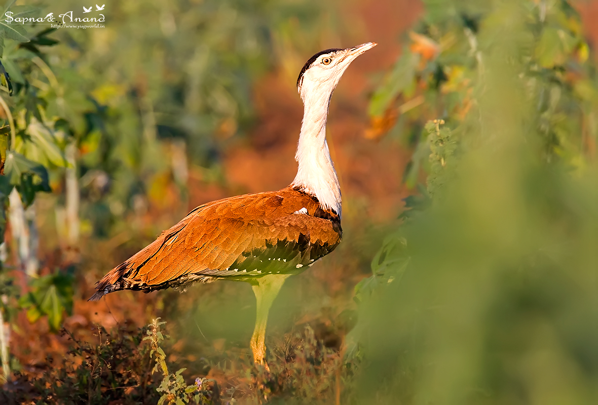 Great Indian Bustard